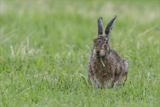 European hare (Lepus europaeus), Emsland, Lower Saxony, Germany, Europe