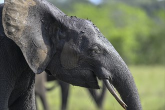 African forest elephant (Loxodonta cyclotis) in a clearing in Loango National Park, Parc National