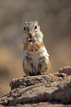 Antelope gopher, (Ammospermophilus harrisii), adult, on tree, foraging, Sonoran Desert, Arizona,