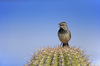 Cactus wren (Campylorhynchus brunneicapillus), adult, on saguaro cactus, singing, calling, Sonoran