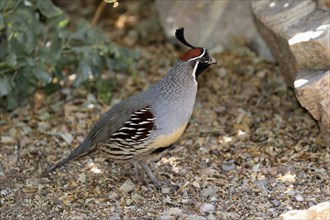 Gambel's quail (Callipepla gambelii), adult, male, alert, Sonoran Desert, Arizona, North America,