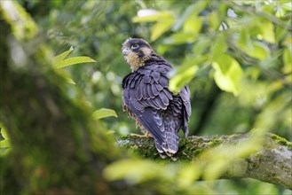 Peregrine falcon (Falco peregrinus), Germany, Europe