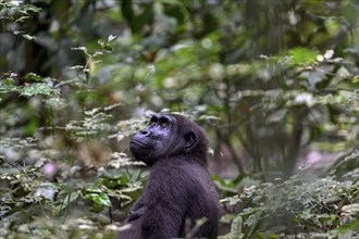 Western lowland gorilla (Gorilla gorilla gorilla), female, Loango National Park, Parc National de