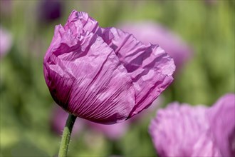 Opium poppy (Papaver somniferum), cultivation of edible poppy, poppy field, Donnersbergkreis,