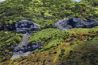 Detailed view of a forested lava slope with exposed thermal spring, Termas da Ferraria, Sao Miguel