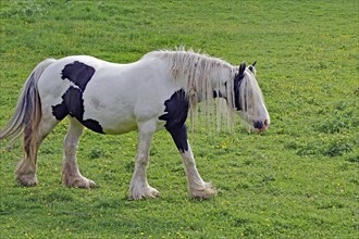 Shaggy horse in a pasture, Irish Tinker, Scotland, Great Britain