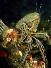 Camouflaged velvet crab (Necora puber) sits on clonal plumose anemones (Metridium senile) in the