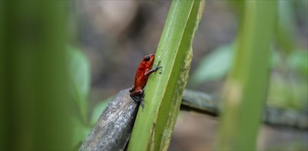 Strawberry poison-dart frog (Oophaga pumilio), Tortuguero National Park, Costa Rica, Central