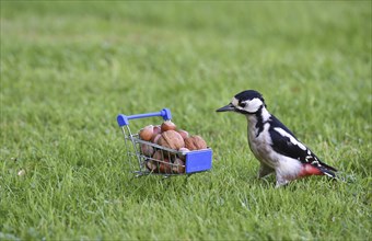 Great spotted woodpecker (Dendrocopos major) eats nuts from the shopping trolley