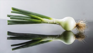 Vegetable, spring onion or spring onion, also known as winter onion, Allium fistulosum