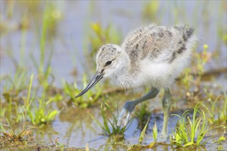 Black-capped avocet (Recurvirostra avosetta) young bird foraging on the shore of Lake Ziggsee,