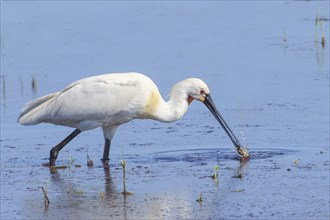 Eurasian spoonbill (Platalea leucorodia), adult bird feeding in shallow water, adult bird in its