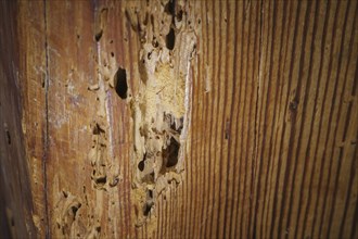 A wooden beam eaten away by woodworm in the attic of a flat, photographed in Berlin, 21/08/2024