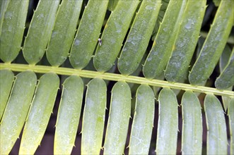 Bread palm fern, Encephalartos transvenosus, South Africa, Africa