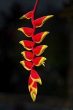 Heliconia (Heliconiaceae), tropical plant, flora, botany, tropical, exotic, red, yellow, hanging