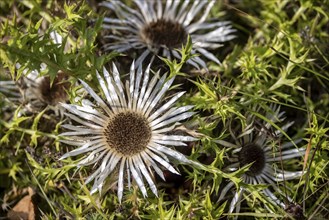 Silver thistle (Carlina acaulis), close-up of a flower. Germany