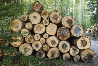 Tree trunks, wood, forest, nature