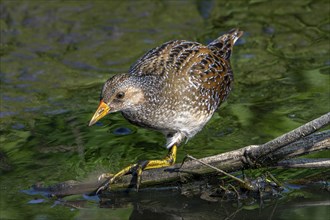 Spotted crake (Porzana porzana, Ortygometra porzana) foraging in marshland in summer