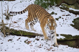 Siberian tiger (Panthera tigris altaica) walking in the snow in winter, captive, Germany, Europe