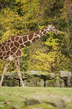 Reticulated giraffe (Giraffa camelopardalis reticulata) walking on a meadow, captive, Germany,