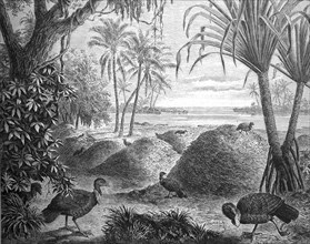 Breeding grounds of the red-billed Talegalla chickens, large-footed chickens, in New Guinea, 1880,