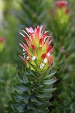 Protea Mimetes cucullatus (Mimetes cucullatus), flower, flowering, silver tree plant, Kirstenbosch