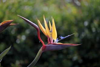 Bird of paradise flower (Strelitzia reginae), flower, in bloom, Kirstenbosch Botanical Gardens,