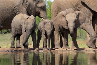 African elephant (Loxodonta africana), three young animals, at the water, drinking, group, Kruger