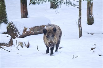 Wild boar (Sus scrofa) in a forest in winter, snow, Bavaria, Germany, Europe