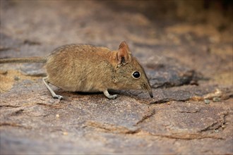 Short-eared elephant shrew, (Macroscelides probosideus), adult, foraging, Mountain Zebra National