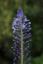 Merwilla (Merwilla), asparagus plant (Asparagaceae), flowering, flower, in spring, Kirstenbosch