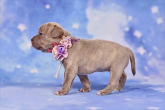 Example of responsible breeding of a French Bulldog dog puppy with healthy long nose and tail