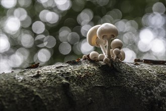 Ringed beech slime moulds (Oudemansiella mucida), Emsland, Lower Saxony, Germany, Europe