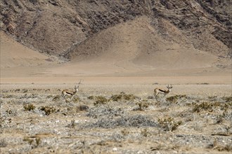 Angola springboks (Antidorcas angolensis) in the Ganamub dry river, Kaokoveld, Kunene region,