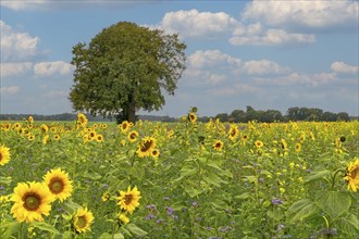 Tree in the sunflower field Stolzenau Germany