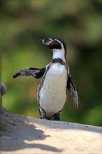 Humboldt penguin (Spheniscus humboldti), on land, on rocks, spreading wings, South America