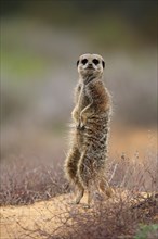 Meerkat (Suricata suricatta), adult standing upright, alert, on guard, Oudtshoorn, Western Cape,