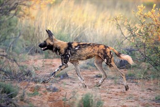 African wild dog (Lycaon pictus), adult hunting, running, Tswalu Game Reserve, Kalahari, Northern