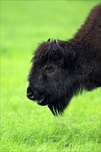 American Bison, wood bison (Bison bison athabascae), adult, feeding, portrait, Alaska Wildlife