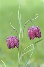 Snake's head fritillary (Fritillaria meleagris), two flowers in a meadow, inflorescence, early