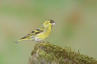 Eurasian siskin (Carduelis spinus), male sitting on a moss-covered stone, Wilnsdorf, North