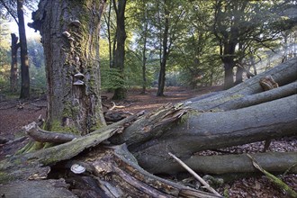 Tinder fungus (Fomes fomentarius) on dead copper beech (Fagus sylvatica) in a forest, Emsland,