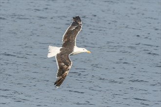 Lesser Black-backed Gull (Larus fuscus) in flight in a harbour on the Atlantic coast. Camaret,