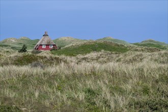 Red house with thatched roof, dunes overgrown with dune grass, Søndervig Strand, Ringkøbing Fjord,