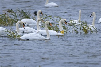 Swans (Cygnus) swimming on a calm body of water with reed grass in the background, Lake Neusiedl