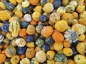 Ornamental pumpkins, Lower Saxony, Germany, Europe