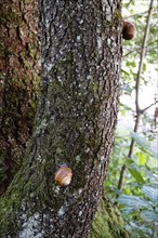 Vineyard snails, Murnauer moss, August, Germany, Europe