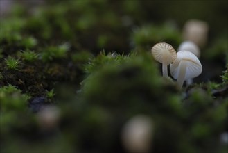 Fungi measuring just a few millimetres grow on a tree trunk covered with moss, macro photograph,