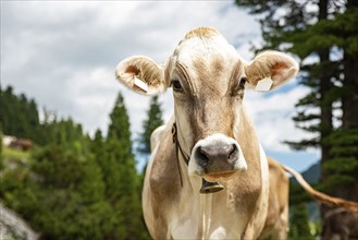 Close-up of a cow with a bell on a green meadow in front of a mountain panorama