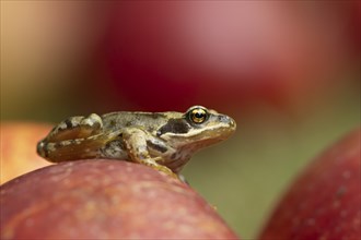 Common frog (Rana temporaria) adult amphibian on a fallen apple fruit on a garden lawn in the